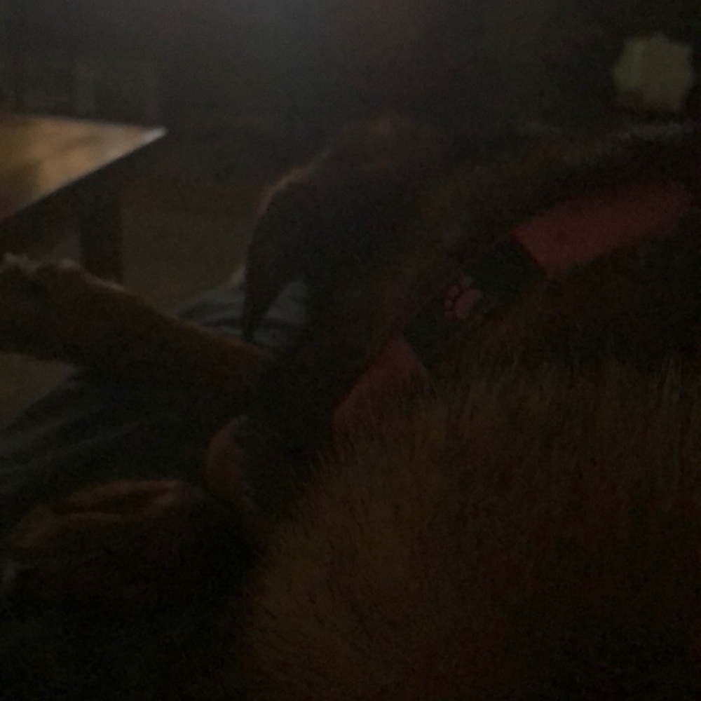 Meet your Posher, Dana